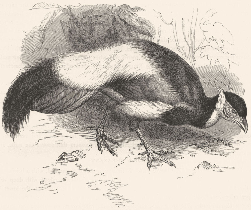 GALLINACEOUS PHASIANIDAE. Chinese Eared Pheasant c1870 old antique print